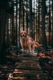 狗