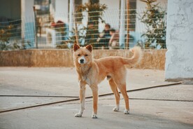 狗