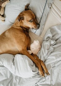 狗