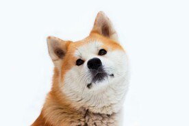 柴犬