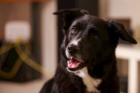 狗