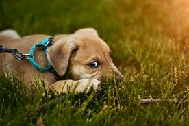 狗