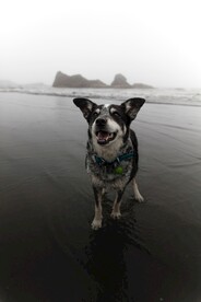 狗