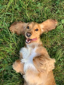狗