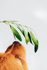 狗