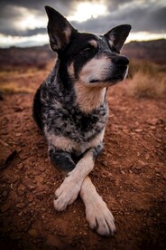 狗