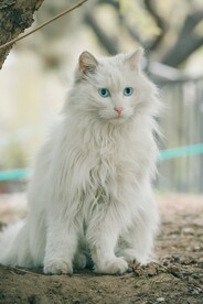 可爱的猫