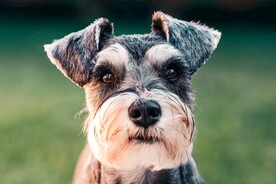 狗