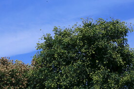 公园风景