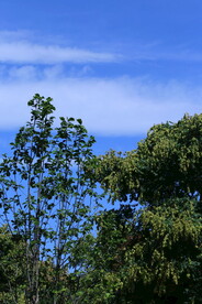 公园风景