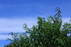 公园风景 