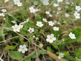 小白花