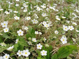 小花丛 草丛