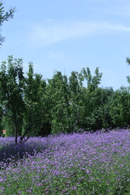 公园风景