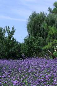 公园风景 
