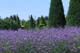 公园风景