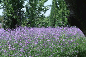 公园风景 