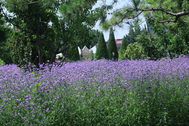 公园风景