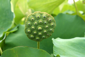 莲蓬莲子
