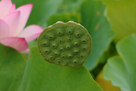 莲蓬莲子