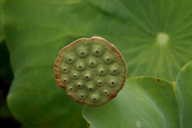 莲蓬莲子