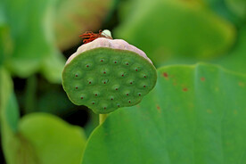 莲蓬莲子