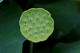 莲蓬莲子