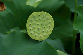 莲蓬莲子