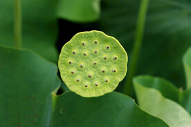 莲蓬莲子