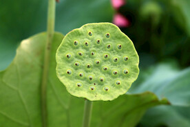 莲蓬莲子
