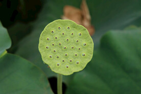 莲蓬莲子