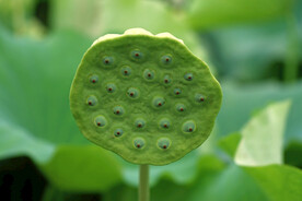 莲蓬莲子