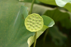莲蓬莲子