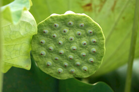 莲蓬莲子