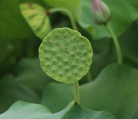 莲蓬莲子