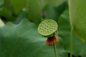 莲蓬莲子