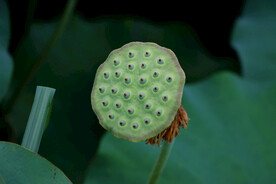 莲蓬莲子