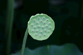 莲蓬莲子