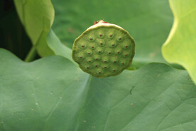 莲蓬莲子