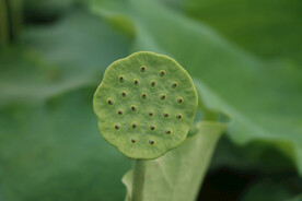 莲蓬莲子