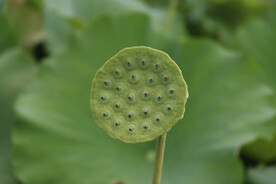 莲蓬莲子