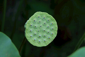 莲蓬莲子