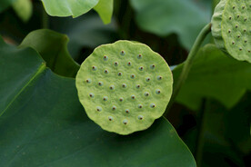 莲蓬莲子