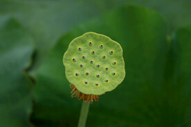 莲蓬莲子