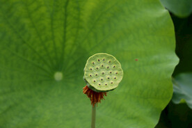 莲蓬莲子