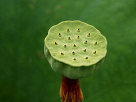 莲蓬莲子