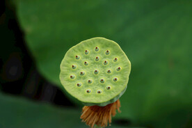 莲蓬莲子