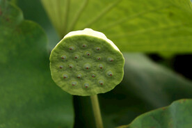 莲蓬莲子