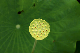 莲蓬莲子