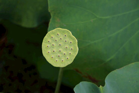 莲蓬莲子